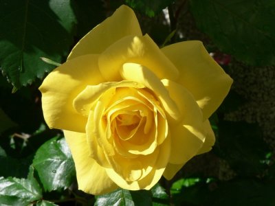 My friends yellow rose