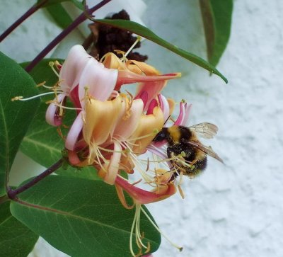 The bee and the honeysuckle.