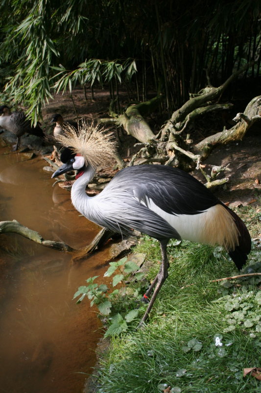 Edegem 2007