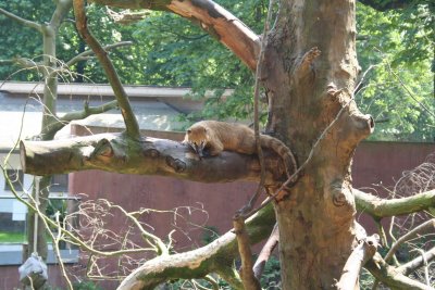 Antwerp Zoo 011.jpg
