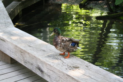 Antwerp Zoo 027.jpg