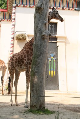 Antwerp Zoo 036.jpg