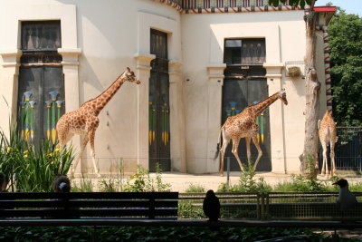 Antwerp Zoo 037.jpg