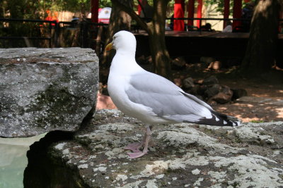 Antwerp Zoo 041.jpg