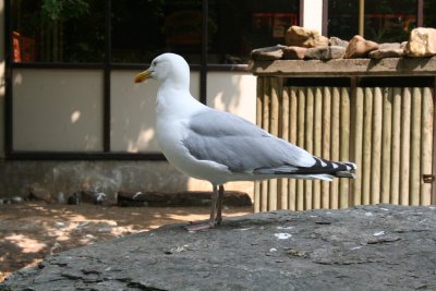 Antwerp Zoo 042.jpg