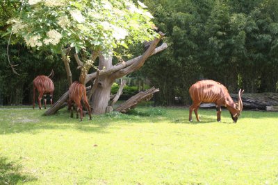 Antwerp Zoo 049.jpg