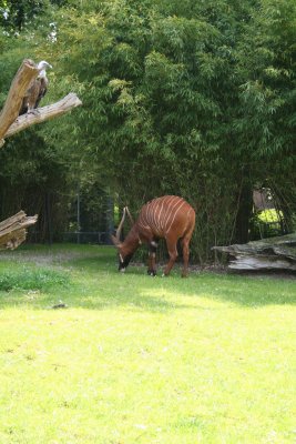 Antwerp Zoo 050.jpg