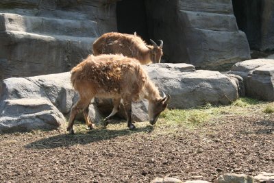 Antwerp Zoo 052.jpg