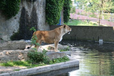 Antwerp Zoo 054.jpg