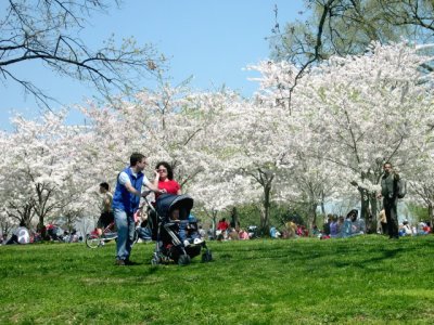 Cherry blossoms in Washington, D.C.