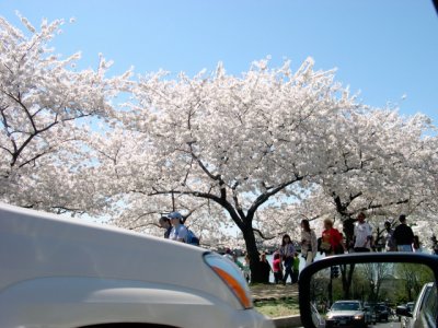 ... to see the cherry blossoms and the traffic was very heavy.