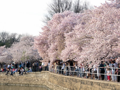 This gallery covers only a small portion of the area's blossoms.