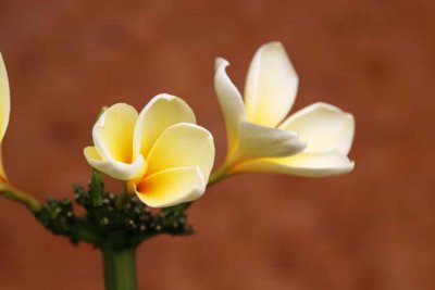 Plumeria rubia.jpg