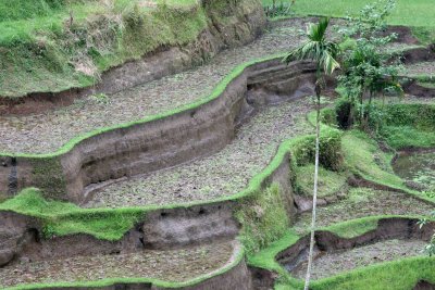 Tegararan rice terrace