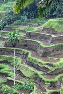 Tegararan rice terrace