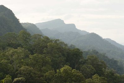 Imbak Canyon Dipterrocarp forest.jpg