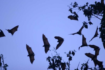 Flying foxes.jpg