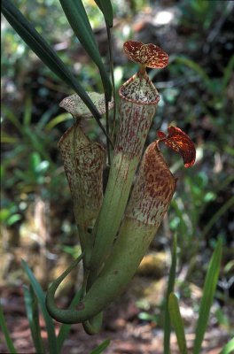 Nephentis stenophylla.jpg