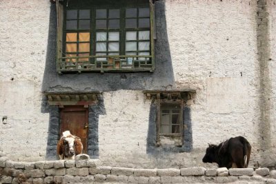We-have-dogs--they-have-cows.jpg