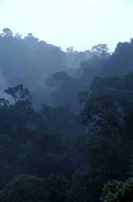 Danum Valley Forest- Sabah.