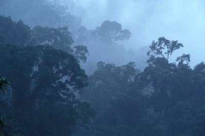 DanumValley forest- Sabah