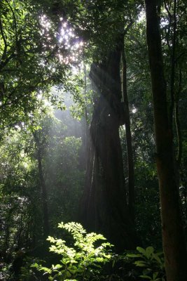 Royal Belum Forest- Perak