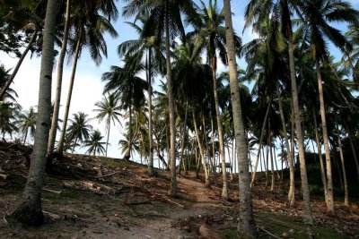 Coconut plantation