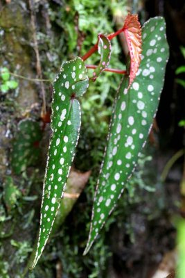 Begonia malachosticta.jpg