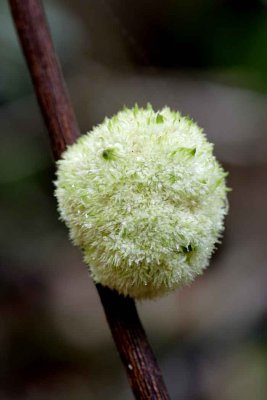 Moss-on-branch.jpg