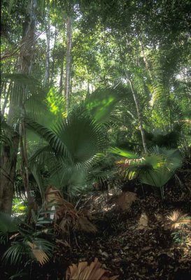 Endau Rompin-Palm forest.
