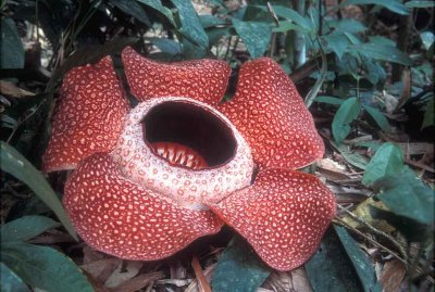 Rafflesia