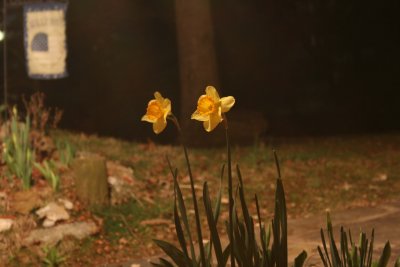 night daffodils