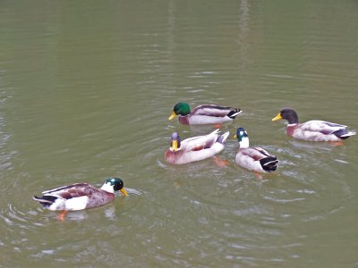 Pack Of Quackers