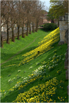 York Bar Walls