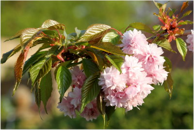 Cherry Blossom