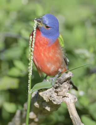 Painted Bunting having some grass seed