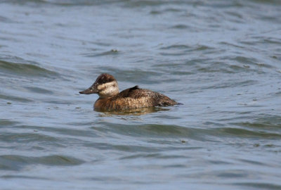 Ducks, Various