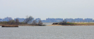 April 28, 2013, Jamaica Bay NWR, West Pond