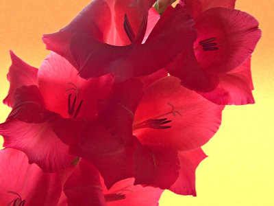 Gladiola