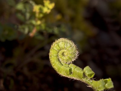 Fiddlehead Fern