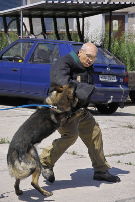 Training police dogs 1