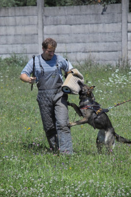 Training police dogs 2