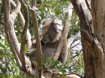 Floppy Koala (IMGP0322.jpg)