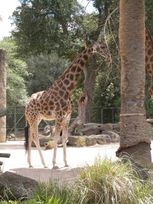 Giraffe at Lunch (IMGP0325.jpg)