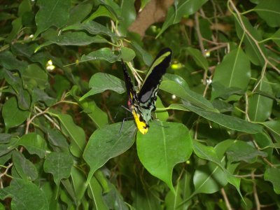 Black Winged Butterfly (IMGP0328.jpg)