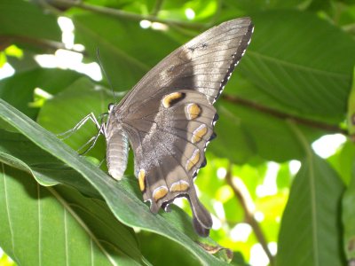 Grey Butterfly (IMGP0329.jpg)