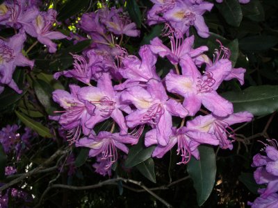 Azaleas (IMGP0342.jpg)