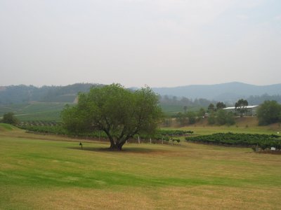 Ivanhoe winery (123-2322_CRW.jpg)