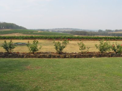 Roses and Vines (123-2323_CRW.jpg)