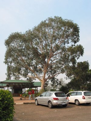 Gum Tree (123-2324_CRW.jpg)